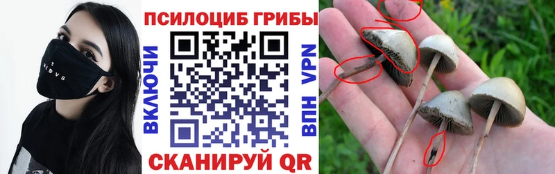 кракен маркетплейс  где купить   Вятские Поляны  Галлюциногенные грибы прущие грибы 