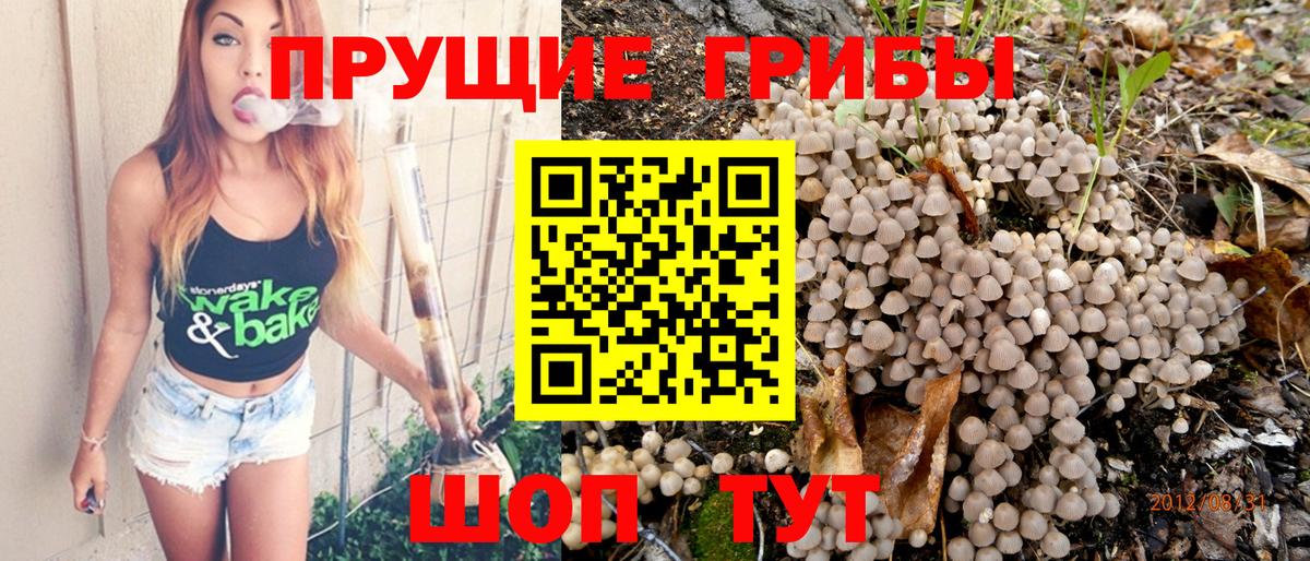 Галлюциногенные грибы Cubensis  Вход с VPN  Вятские Поляны  Галлюциногенные грибы прущие грибы 